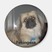 Pekingese kylskåpmagnet magneter