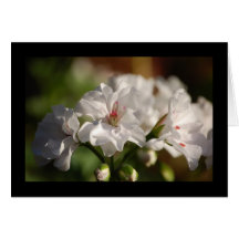 Pelargonfotokort