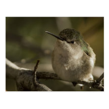 Perching Hummingbird Vykort