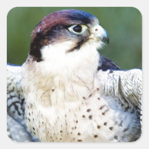 Peregrine Falcon Square Sticker