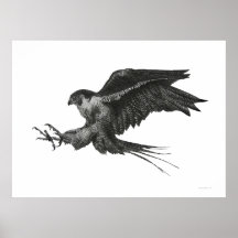 Peregrine falk affisch