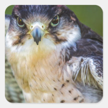 Peregrine falk fyrkantiga klistermärken