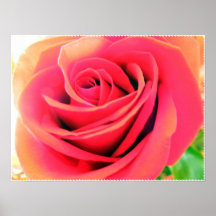 Perfekt rosa ros print