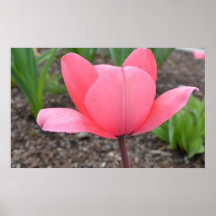 Perfekt rosa tulpan affisch