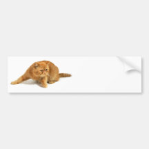 Perserkatt Bildekaler