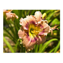 Persika färgad Daylily Vykort