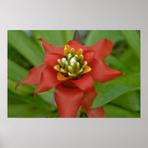 Petals av gummi print