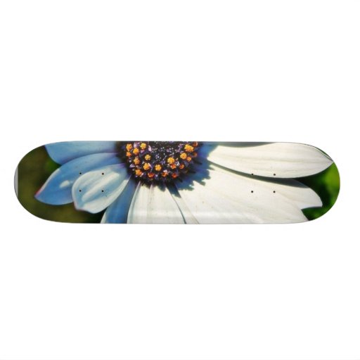 Petals för daisydaisyblommor skate board decks
