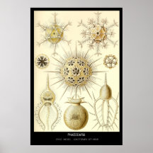 Phaeodaria - plätera 1-Kunstformen der Natur Affisch