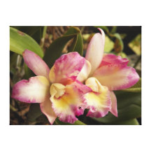 Phalaenopsis eller sträckta kanfasrosor för mal Or Kanvasdukar Med Gallerikvalitet