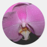 Phalaenopsisblommor Klistermärken