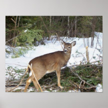 Photoprint för Maine Whitetailhjort