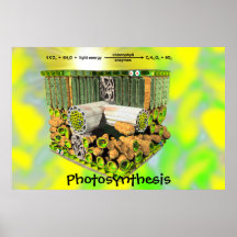 Photosynthesisaffisch
