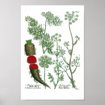 Phytanthoza Iconographia N459 Affisch