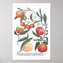 Phytanthoza Iconographia N700 Affischer