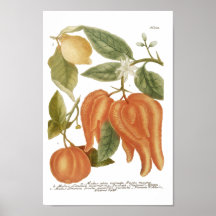 Phytanthoza Iconographia N702 Posters