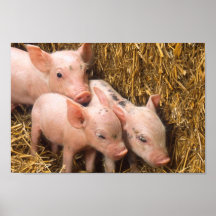 Piglets Affisch