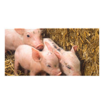 Piglets Anpassade Foto Kort