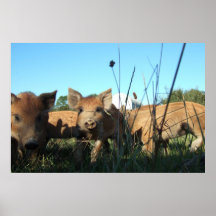 Piglets fotograferar affischen