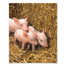Piglets Fototryck