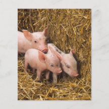 Piglets Full Färg Flygblad