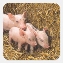Piglets Fyrkantigt Klistermärke