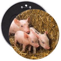 Piglets Knappar Med Nål