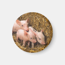 Piglets Magneter För Kylskåp