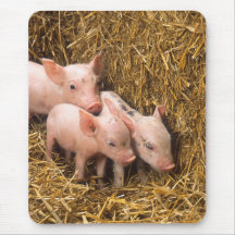 Piglets Musmattor