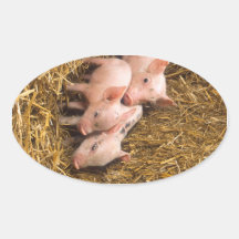 Piglets Ovalformat Klistermärke