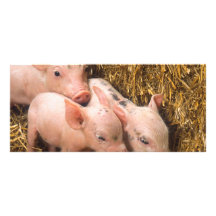 Piglets Rackkort Mallar