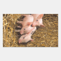 Piglets Rektangelformat Klistermärke