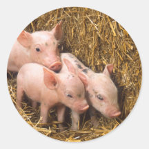 Piglets Runda Klistermärken