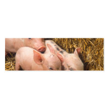 Piglets Visitkort Mall