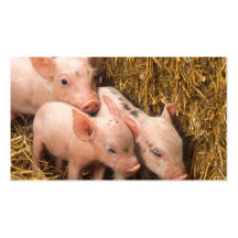 Piglets Visitkort Mallar