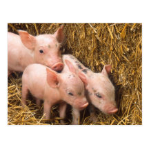 Piglets Vykort