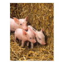 Piglets Vykort