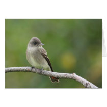 PilFlycatcher kort