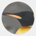 Pingvinnärbild Klistermärken