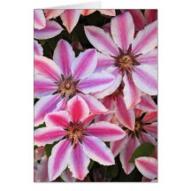 Pink and white clematis greeting card