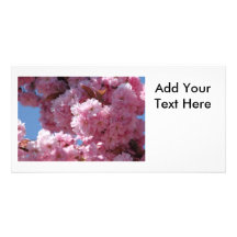 Pink Cherry Blossoms Custom Photo Card