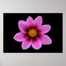 Pink Floral Poster