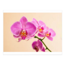 Pinke Orchidee Postkarte