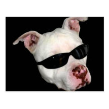 Pitbull vykort