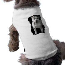 pitbullhund tröja