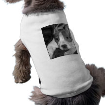 pitbullvalphund tröja