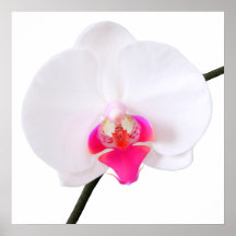 PixDezines phalaenopsisdorne/vitorchid Posters