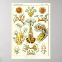 Plätera 23 Bryozoa Posters