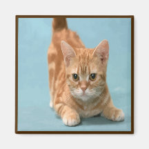 Playtimekattungemagnet Kylskåpsnagnet