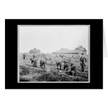 PlockningpotatisClaflin universiteten 1900 Hälsningskort